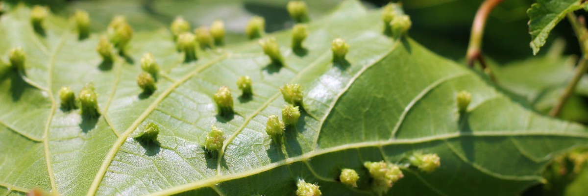 phylloxera vigne maladie feuilles insecte