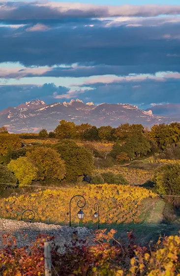 Châteauneuf-du-Pape | Vignon Châteauneuf-du-Pape | Vignon