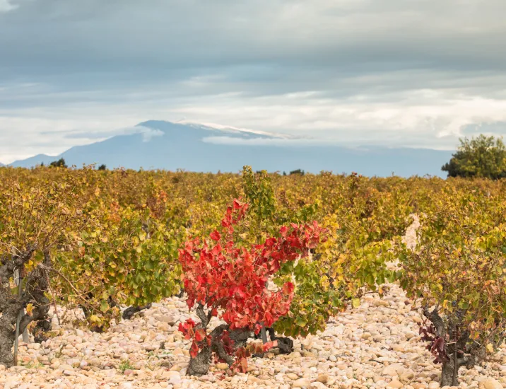 Châteauneuf-du-Pape | Vignon Châteauneuf-du-Pape | Vignon